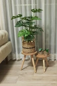 2'li Ahşap Ayaklı Çiçeklik Saksılık Standı Dekoratif Yan Sehpa Seti 25 Cm Çap Atlantik Çam - 1