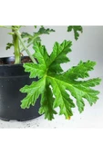 Pelargonium Graveolens - Itır Bitkisi Mis Kokulu (8.5 Cm Saksıda) thumbnail 4