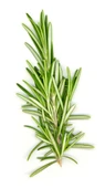 Saksılı Biberiye Fidesi Fidanı Rosmarinus Officinalis 1 Adet 10-20 cm - 1