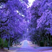 Tüplü Yoğun Çiçekli Jacaranda(Jakaranda) Ağacı Fidanı(80-130 cm) - 1