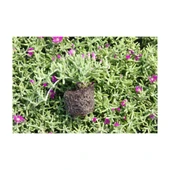 Mor Acem Halısı Çiçeği Fidanı 10-15 cm thumbnail 2