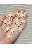 Gerçek Deniz Yıldızı - Akvaryum Teraryum Dekoru - ( 2 Cm 5 Adet ) thumbnail 2