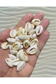 Doğal Deniz Kabuğu ( 100 Adet ) - Cyprea - ( Kesik Model ) - 1