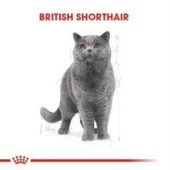 Royal Canin British Shorthair Yetişkin Kedi Maması 4 kg + 2 Adet Yaş Mama Hediye thumbnail 4