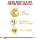 Royal Canin British Shorthair Yetişkin Kedi Maması 4 kg + 2 Adet Yaş Mama Hediye thumbnail 5