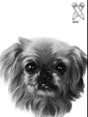 Fotoğraftan Karakalem Çizim Kişiye Özel İkea Çerçeveli 13 cm x 18 cm (KEDİ KÖPEK KİŞİ) - 6