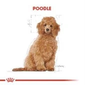 Royal Canin Poodle Puppy Köpek Maması 3 Kg + 2 Adet Yaş Mama Hediye - 4