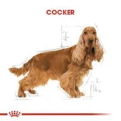 Royal Canin Cocker Yetişkin Köpek Maması 3 kg + 2 Adet Yaş Mama Hediye - 4