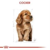 Royal Canin Cocker Junior Yavru Köpek Maması 3 kg + 2 Adet Yaş Mama Hediye - 4
