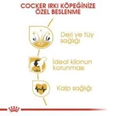Royal Canin Cocker Yetişkin Köpek Maması 3 kg + 2 Adet Yaş Mama Hediye - 5