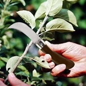 Aşı Bıçağı Eğri Uçlu Ara Çakı Bağ Bıçağı Paslanmaz Çelik Plastik Saplı Katlanır Bıçak 22 cm - 4