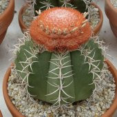Melocactus Matanzanus Geniş Şapkalı Kafalı Kaktüs Tohumu (5 tohum) - 1