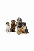Proplan Medıum Adult Dog Yetişkin Kuzu Etli Köpek Maması 14 Kg - 4