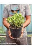Seramik Saksıda Para Ağacı Bereket Ağacı Crassula Ovata 01001 - 1