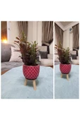 Dekoratif Saksıda Süt Ağacı 10 cm - 1