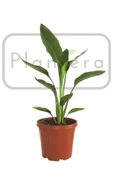 Starliçe - Strelitzia Reginae- 50-60 Cm - Cennet Kuşu Bitkisi thumbnail 2