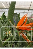 Starliçe - Strelitzia Reginae- 50-60 Cm - Cennet Kuşu Bitkisi thumbnail 1