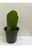 Epiphyllum Oxpetalum Bir Gecelik Gelin Beyaz Atlas 8cm saksılı thumbnail 2