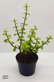 Bonsai Yeşim Ağacı Portulacaria Afra Sukulent 10cm Saksıda Uzunluk 30-35 Cm Arasıdır thumbnail 1