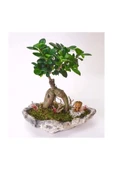 Taş Saksıda Ficus Bonsai Ve Groot thumbnail 3