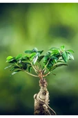 Bonsai Ficus Ginseng (dekoratif Saksı ) - 2