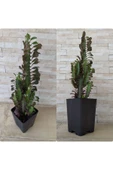 Süt Ağacı Euphorbia Trigona (Süt Ağacı) - 1