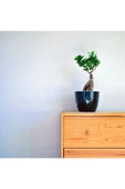 Bonsai Ficus Ginseng (dekoratif Saksı ) - 1