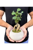 Beton Uranüs Saksıda Mini Ficus Ginseng Bonsai thumbnail 3