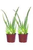 2 Adet Aloevera Çiçeği Bitkisi Aloe Vera Fidanı Dolgun Bol Yavrulu 25-30cm - 1