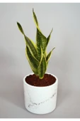 Sansevieria - Paşa Kılıcı thumbnail 1