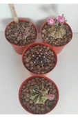 Dörtlü Gymnocalycium Mihanovichii Set thumbnail 1