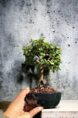 Bonsai para ağacı dekoratif saksıda - 2