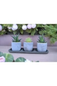 Üçlü taş saksıda kaktüs sukulent seti 01 thumbnail 1