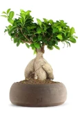 Dekoratif Saksıda Ficus Bonsai thumbnail 1