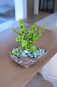 Dekoratif taş kayık saksıda afra para çiçeği thumbnail 3