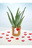 Hediyelik Aloevera ( Sevdiklerinize Sağlık Gönderme Zamanı ) No 7 thumbnail 3