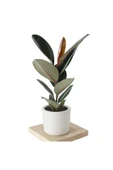 Özel Beyaz Saksıda Ficus Elastica Large - 1