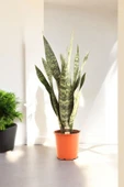 150-200 cm Dev Jamaika Paşa Kılıcı Türkiye de yalnızca bizde Sansevieria trifasciata Jamaiquina thumbnail 1