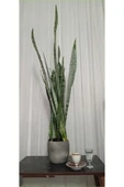 Doğal Dekoratif Saksıda Paşa Kılıcı 80-100 Cm - 1