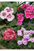 4 mini saksıda 4 renk yaprağı kokulu sardunya fidanı - 1
