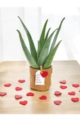 Hediyelik Aloevera ( Sevdiklerinize Sağlık Gönderme Zamanı ) No 7 thumbnail 1