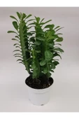 Euphorbia Trigona Yeşil thumbnail 1