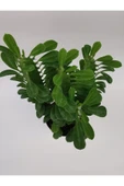 Euphorbia Trigona Yeşil thumbnail 3