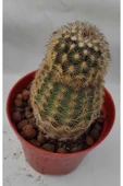 Kaktüs-8,5 Cm Saksıda-ref 14h/z thumbnail 1