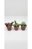 3'lü Kaktüs ve Sukulent Serisi thumbnail 1