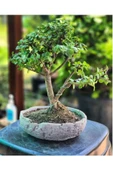 El Yapımı Dekoratif Saksıda 9 yaş Bonsai Para Şans Ağacı thumbnail 1