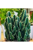Cereus Peruvianus Florida Cactus Xl Bol Yavrulu Radrasyon Kaktüs thumbnail 3