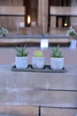 Üçlü taş saksıda kaktüs sukulent seti 01ad thumbnail 3