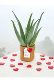 Hediyelik Aloevera ( Sevdiklerinize Sağlık Gönderme Zamanı ) No 7 thumbnail 4