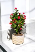 Hediyelik Puantiyeli Saksıda Kızıl Dikenler Tacı thumbnail 5